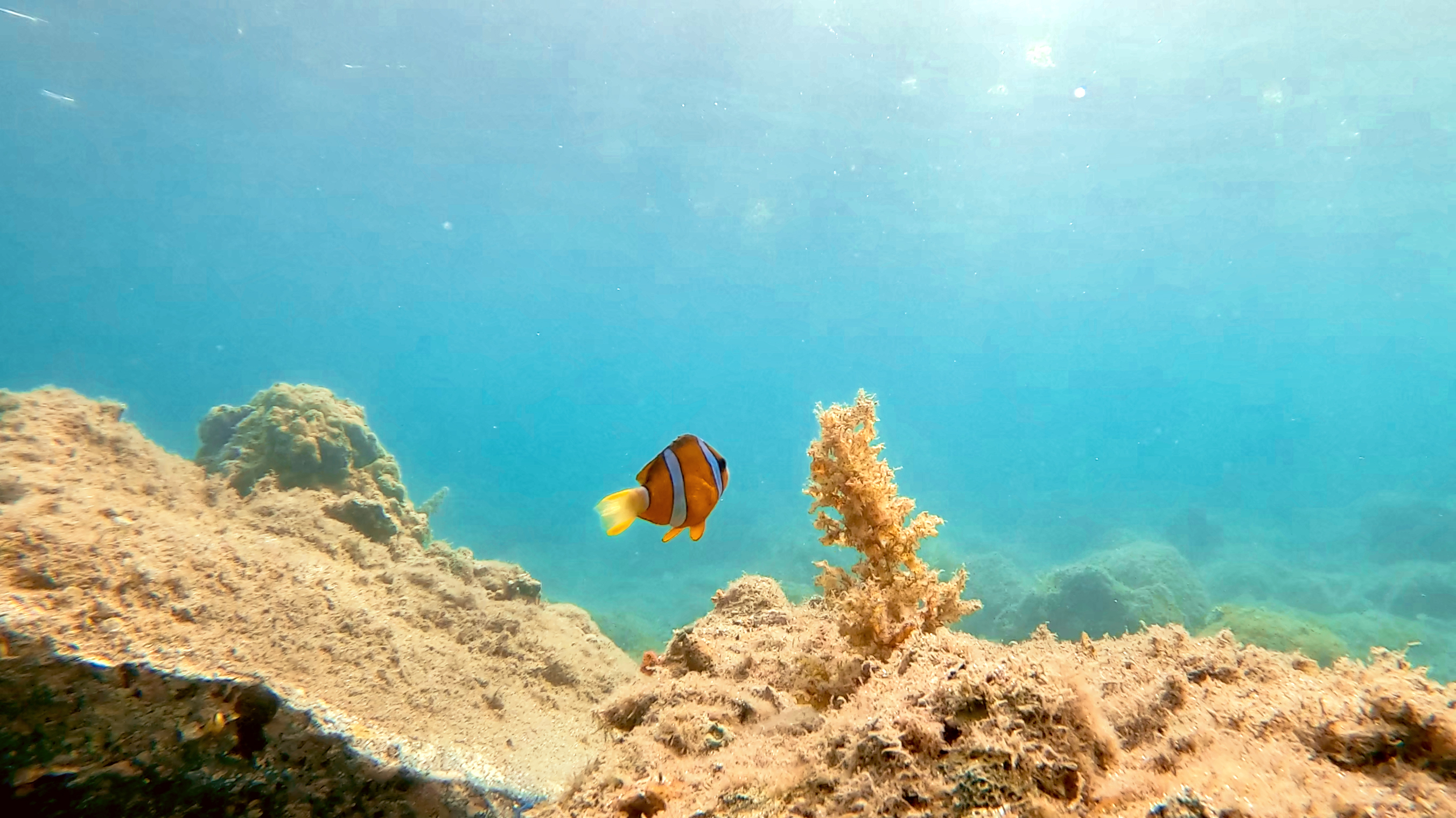 足摺宇和海国立公園で夏を満喫！】キャンプ場併設の海岸でシュノーケル＆生き物観察イベント開催｜7月12日＠大月エコロジーキャンプ場（高知県） |  株式会社FoundingBase